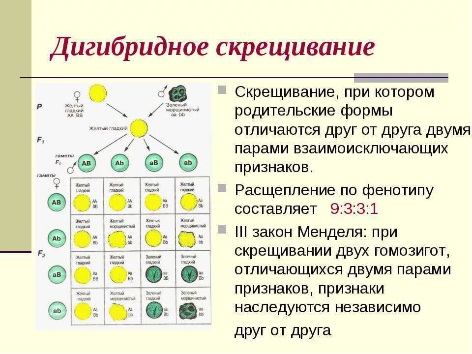 Дигибридное скрещивание это скрещивание. Таблица дигибридного скрещивания. Схема дигибридного скрещивания по Менделю. Закон независимого наследования признаков схема.