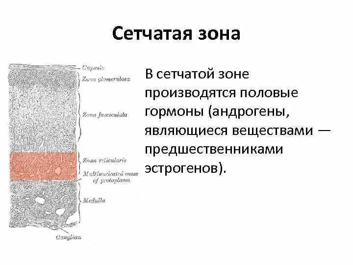 Половые гормоны сетчатой зоны. Половые гормоны, продуцируемые сетчатой зоной.. Сетчатая зона гормоны. Сетчатая зона выделяет половые гормоны.