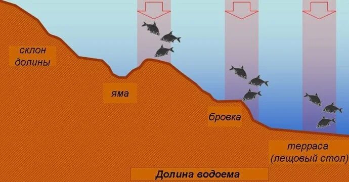 На какой глубине лещ. Места ловли леща на реке. места обитания леща на реке. ловля леща на бровке. рыба на бровке.
