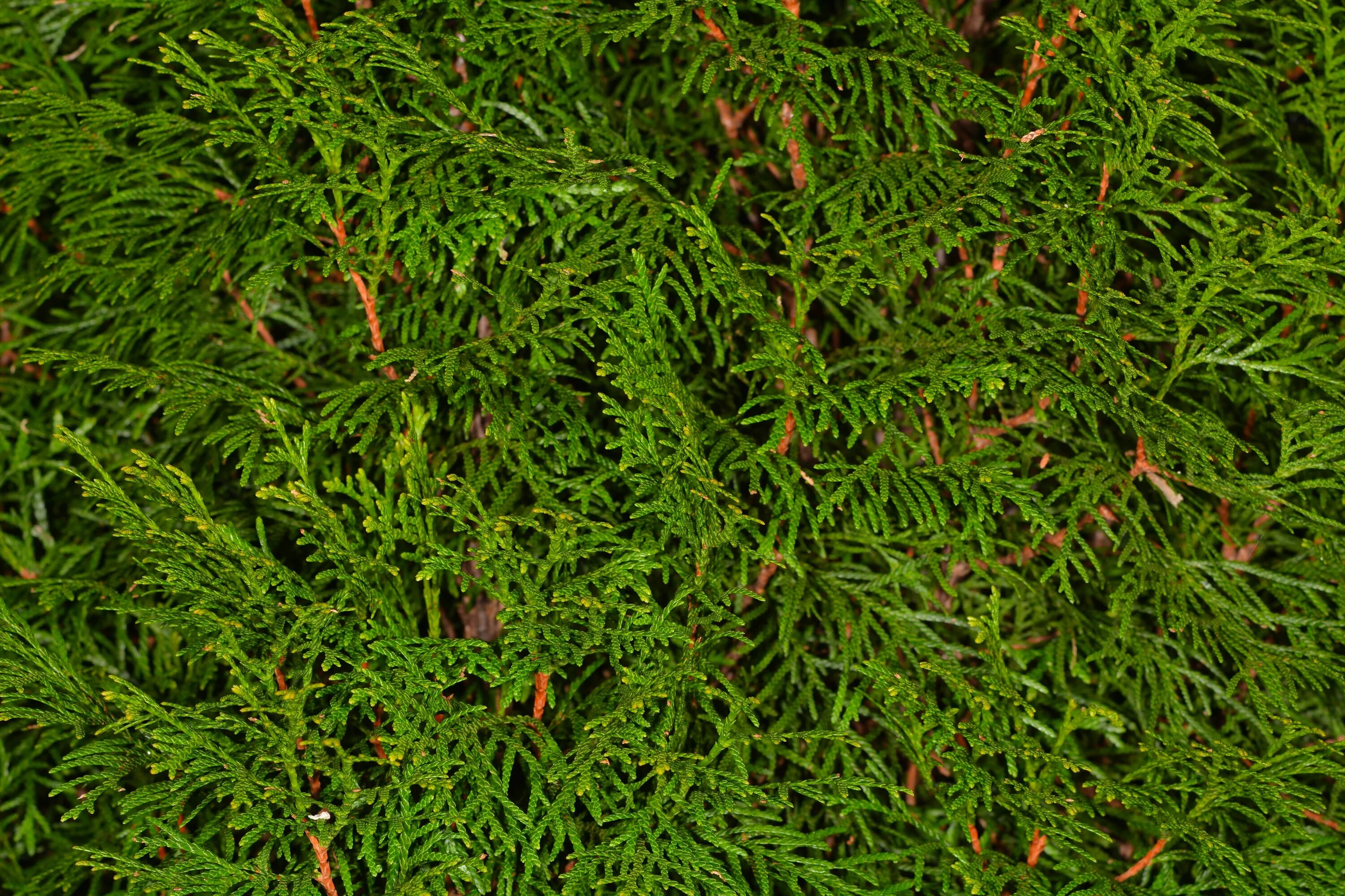 Туя Эрикоидес. Кипарис вечнозеленый (Cupressus sempervirens). Туя и Кипарис. Туя Западная ericoides.