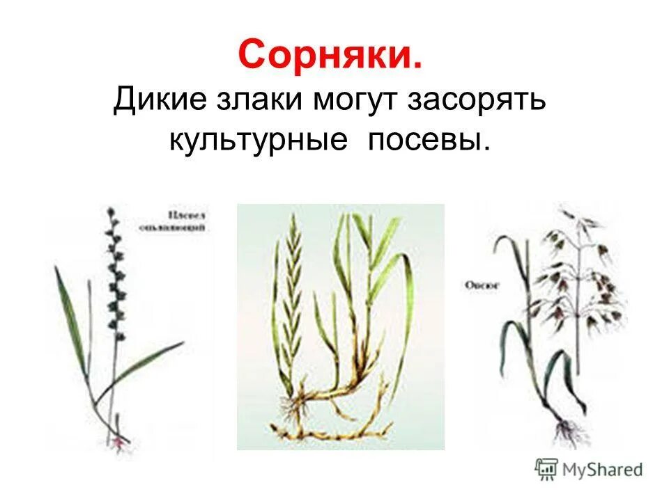 Злаковые дикорастущие. Сорные растения злаковые растений. Семейство злаки дикорастущие. Травы злаки дикорастущие. Сорняки злаковые злаковые.