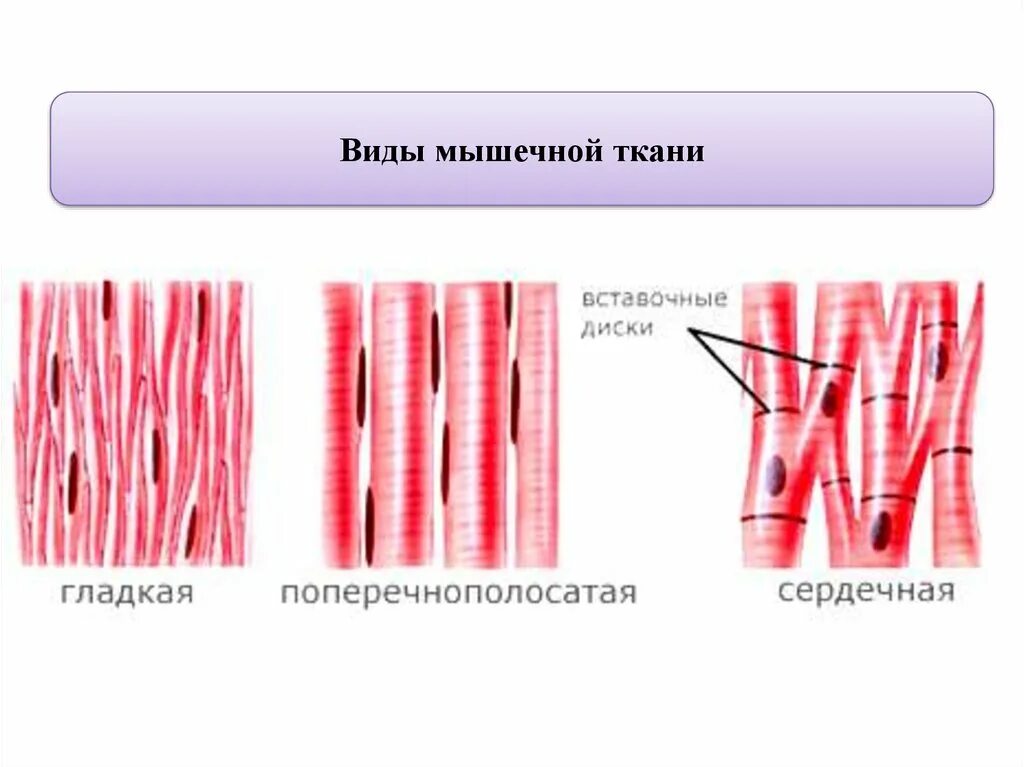 Какая особенность гладкой мышечной ткани. Мышечная ткань. Гладкие мышцы. Виды мышечной ткани. Мышечная ткань человека.