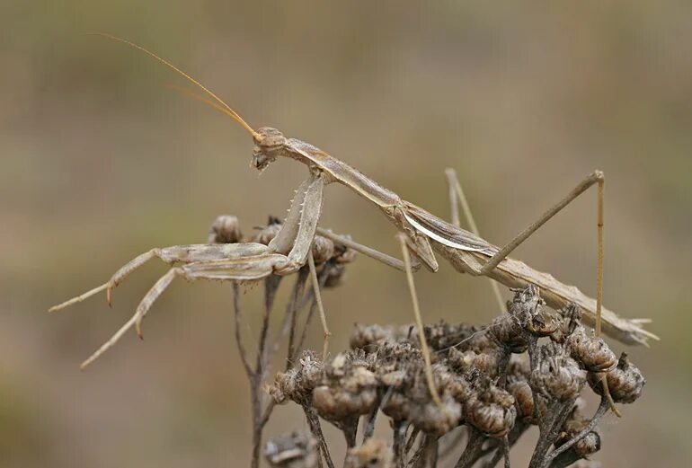 Боливария короткокрылая. Боливария короткокрылая (bolivaria brachyptera). Богомол боливария короткокрылая. Боливария полынная.