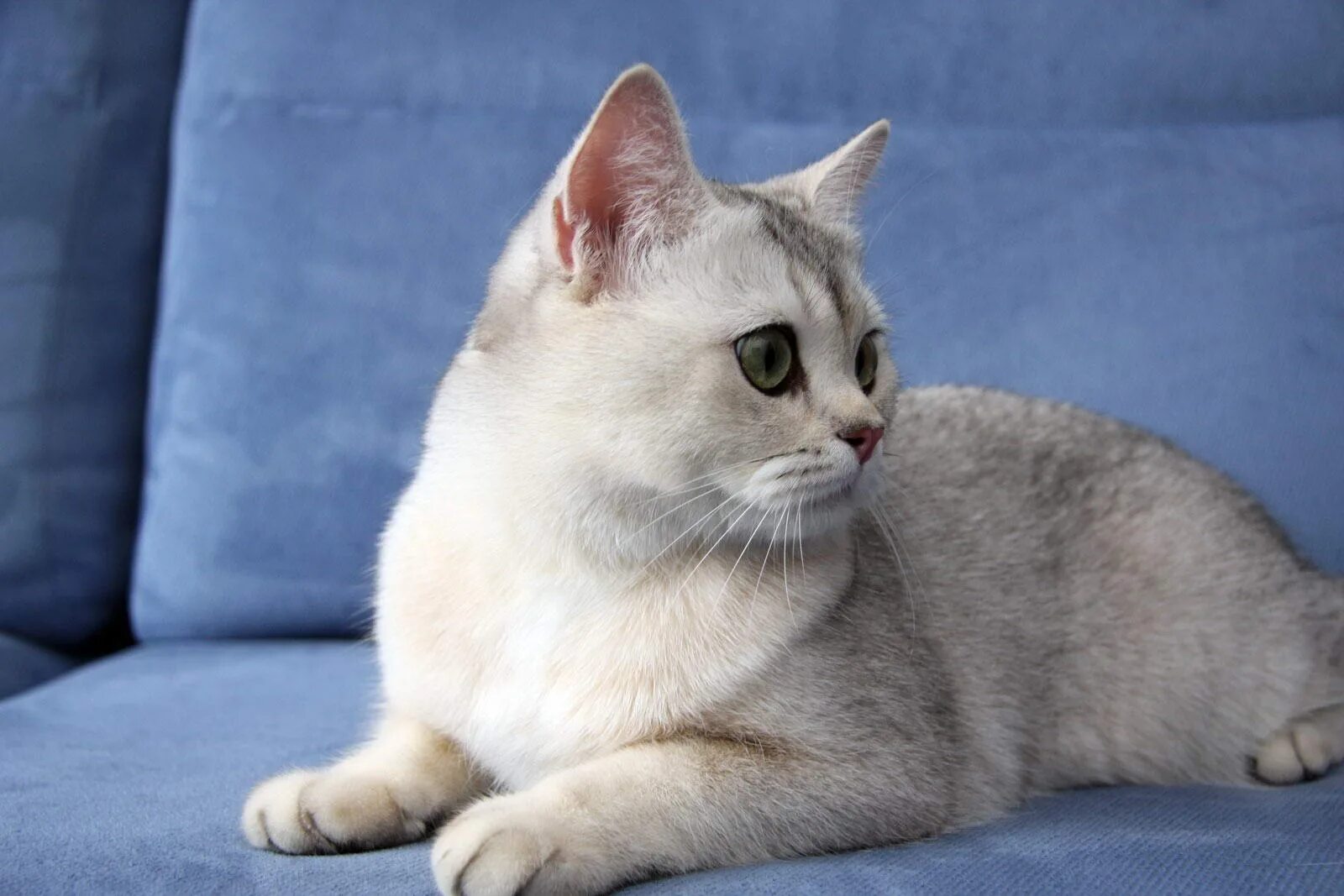 Британская серебристая шиншилла. Британская короткошёрстная шиншилла. Британский кот серебристая шиншилла. Британцы шиншилла фото. Британская золотая шиншилла.