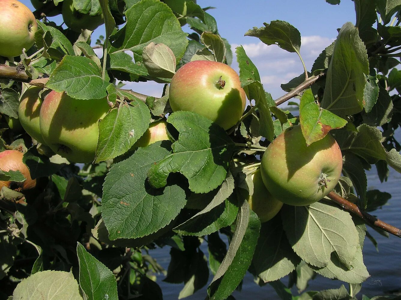 Яблоня Malus domestica. Яблоня домашняя (Malus domestica). Яблоня – Malus domestica саженец. Яблоня domestica ov.