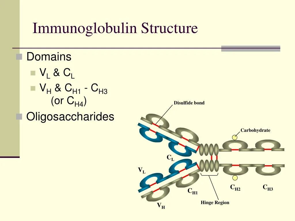 Immunoglobulins structure. Immunoglobulins structure and function. Disulfide Bonds. Иммуноглобулины биохимия.