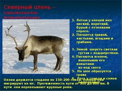 В холодной тундре 4 класс окружающий мир