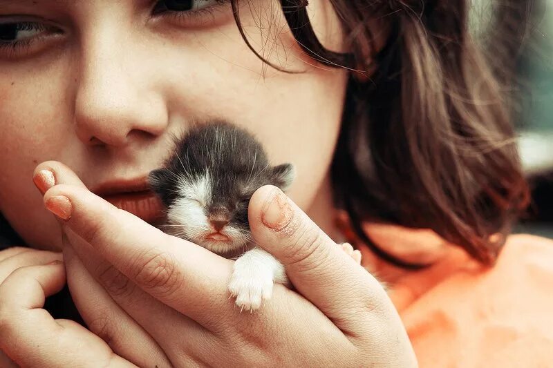 Котенок на руках. Маленький котенок в руках. Девушка с котенком на руках. Котенок на ладони.