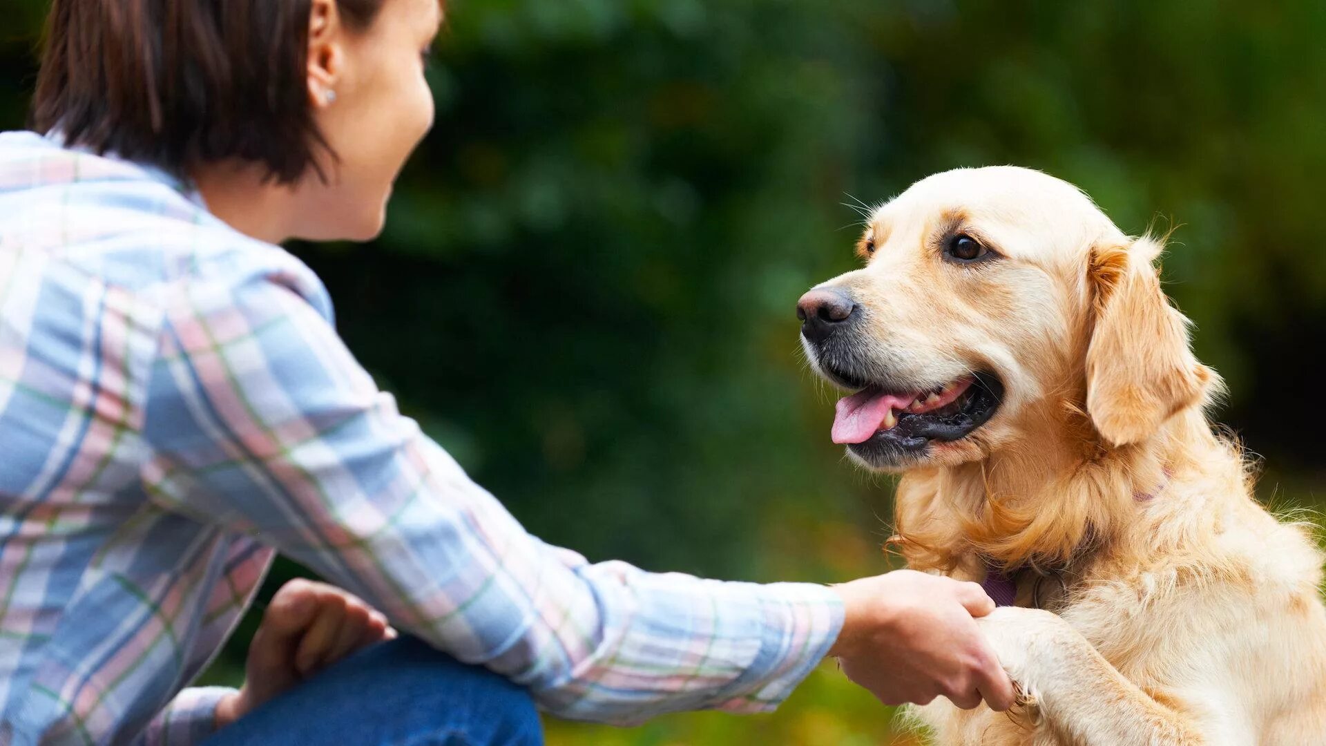 Золотистый лабрадор. Животные. Об отношении к животным. Животные друзья человека. Собака друг человека.