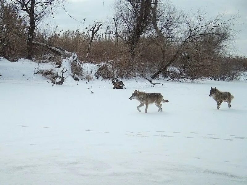 Rocky wolf. ель пушистая и волк. образ жизни волка. задумчивый волк. сериал.