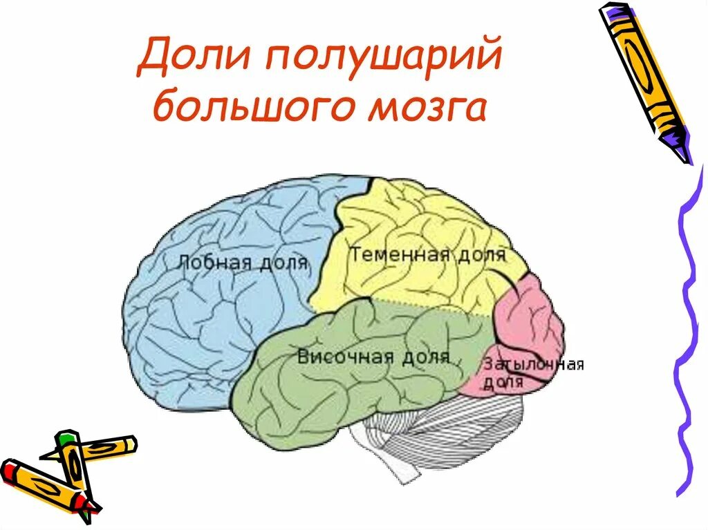 Доли полушарий. Доли большого полушария. Доли полушарий мозга. 6 Доли полушарий. В каждом полушарии долей