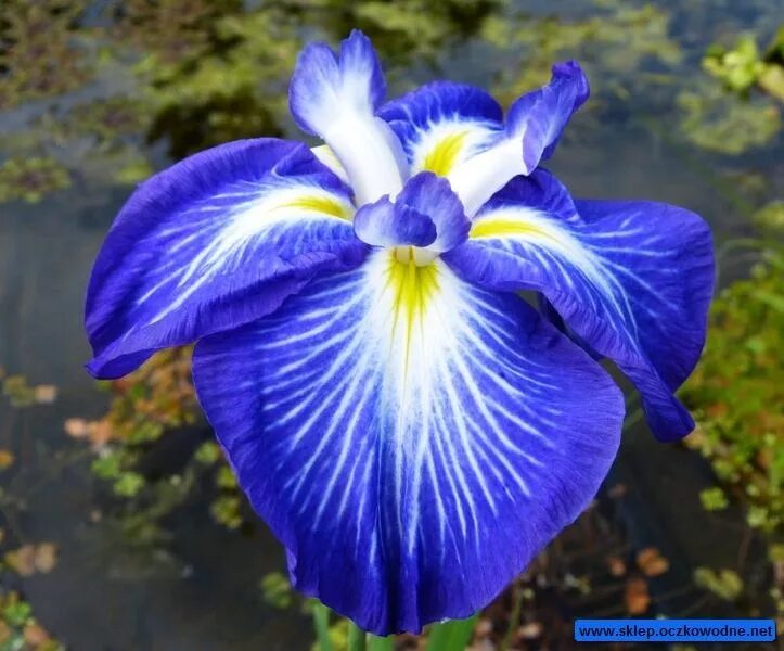 Ирис японский густо. Ирис ensata. Ирис японский добрыня. Ирис кийозуру (японский). Ирис густо.