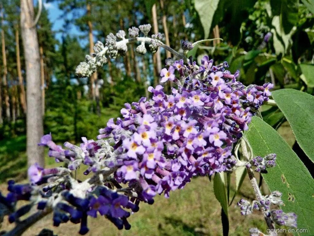 Буддлея весной. Buddleja japonica. Буддлея Снежная. Buddleja Nivea. Buddleja crispa.