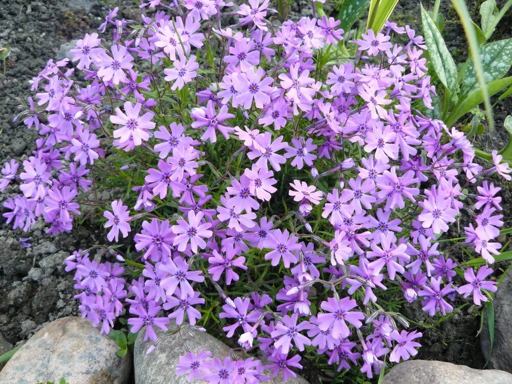 Флоксы шиловидные многолетние фото. Флокс шиловидный. Флокс шиловидный Purple Beauty. Флокс шиловидный сиреневый. Флокс шиловидный Теллурия.