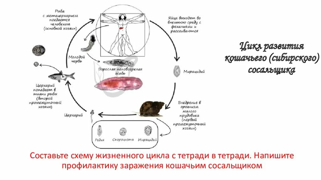 Кошачья двуустка какое развитие. Кошачий, Сибирский сосальщик жизненный цикл. Кошачий сосальщик жизненный цикл биология. Жизненный цикл Сибирского сосальщика. Цикл развития кошачьей двуустки схема.