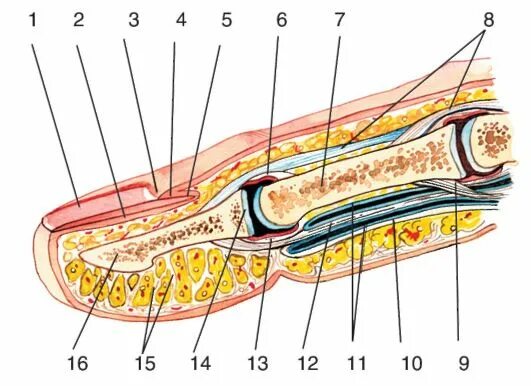 Строение пальцев кисти топографическая анатомия. Внешнее строение пальца. Поперечное строение пальца. Строение запястье сбоку. Внешнее строение пальца.