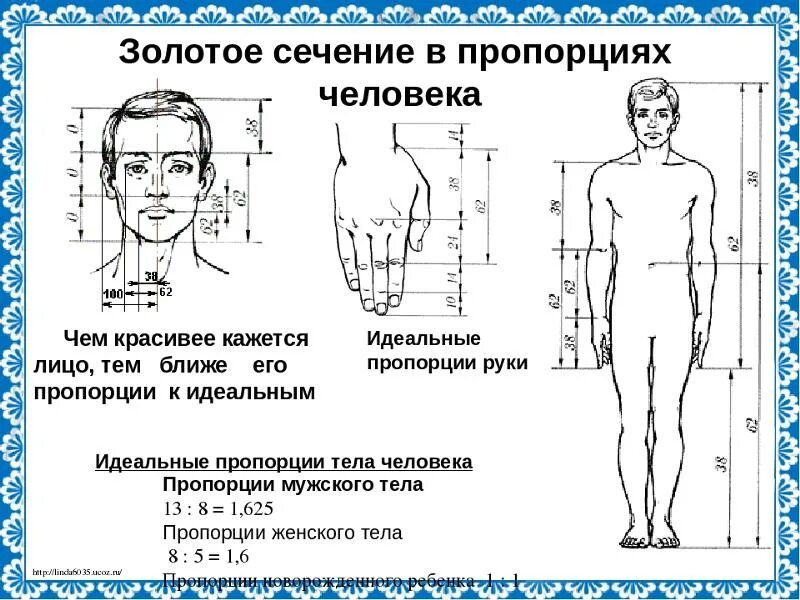 Длина рук составляет. Лицо по Золотому сечению. Пропорции человека. Пропорции руки человека. Пропорции лица и тела человека.