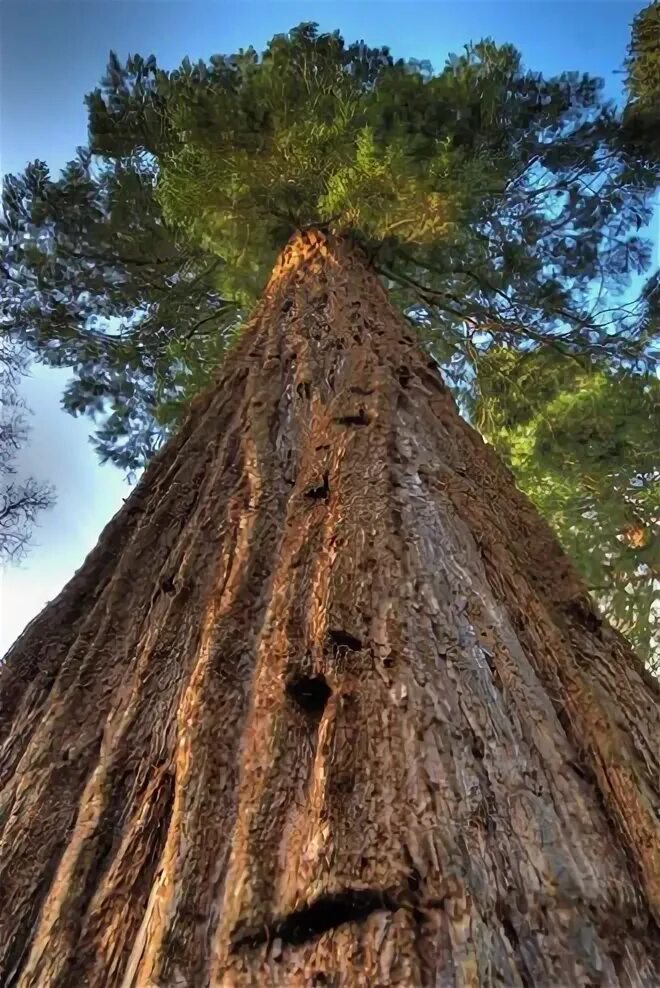 Дерево 6 метров. Самое высокое дерево. Самая большая Секвойя в мире. Самая высокая сосна в мире. Дерево 40 метров.