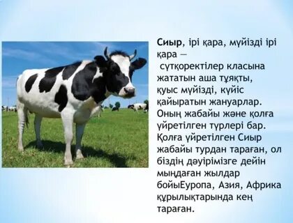 Ең майлы целлюлитпен жабылған есектердің фотосуреттері