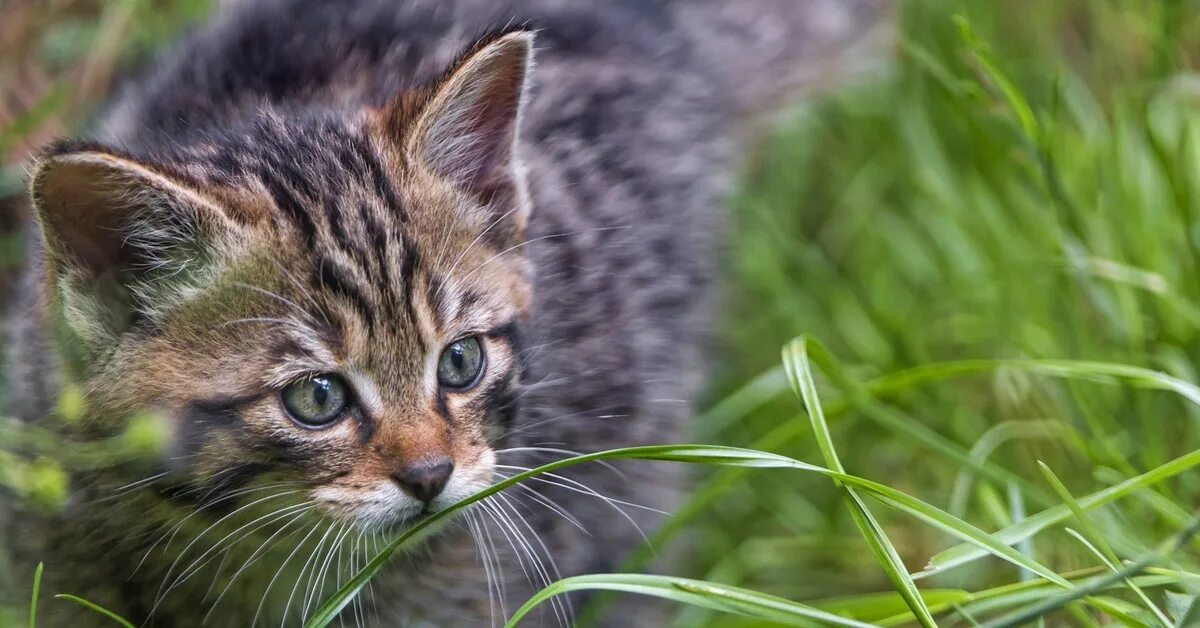 Купить лесного котенка. Европейский Лесной кот ареал. Дальневосточный Лесной кот. Лесной котенок. Котята Лесной кошки.