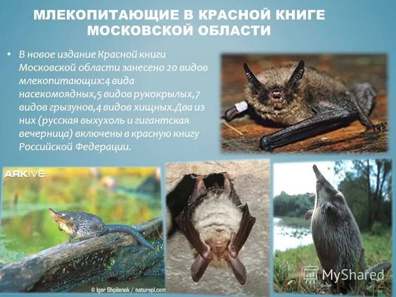 Красота вокруг нас! - Страница 110 - Курилка - Форум по радиоэлектронике