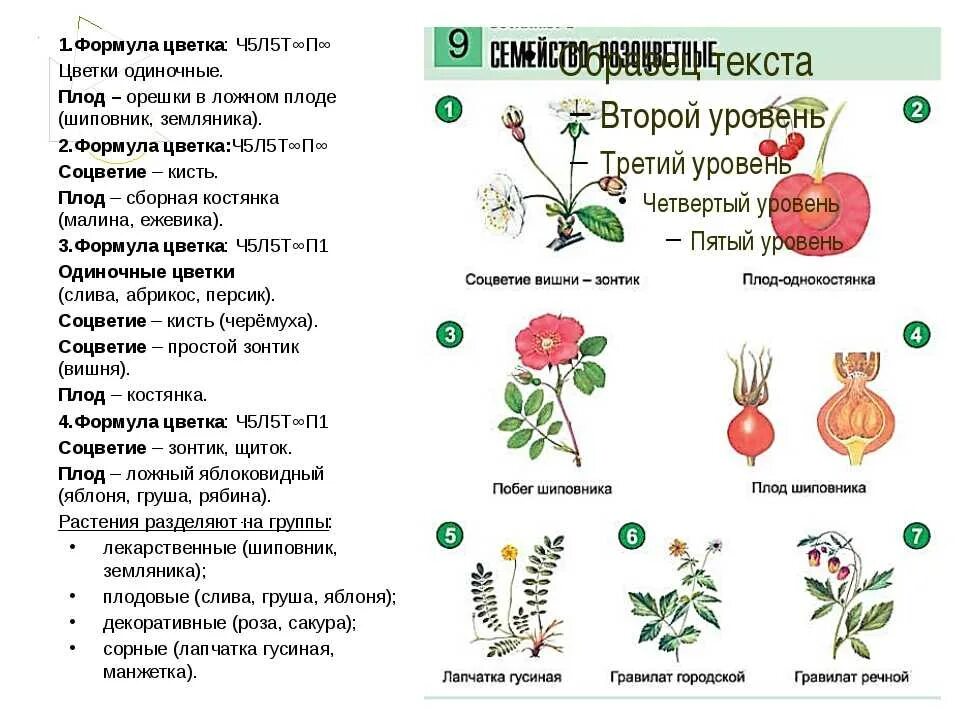 Яблони огэ. Строение плода шиповника коричного. Морфологическое строение яблони. Формула цветка шиповника. Формула цветка земляники.