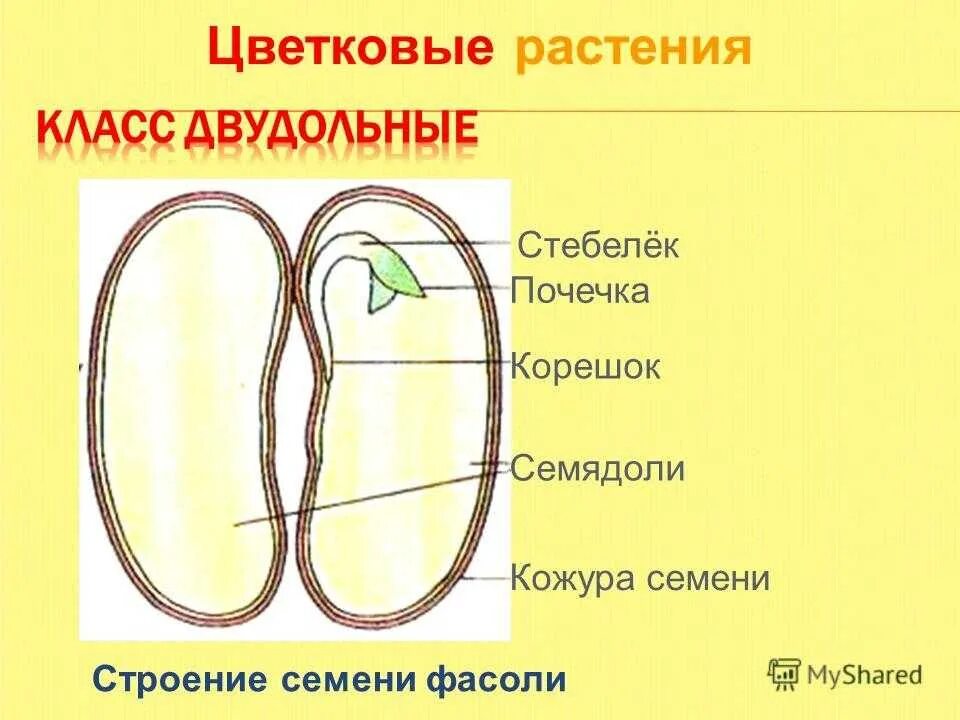 Рассмотрите рисунок семени какая структура. Стебелек почечка корешок семядоли. Семядоли фасоли семени фасоли. Строение семени цветковых растений. Строение семени фасоли семядоля.