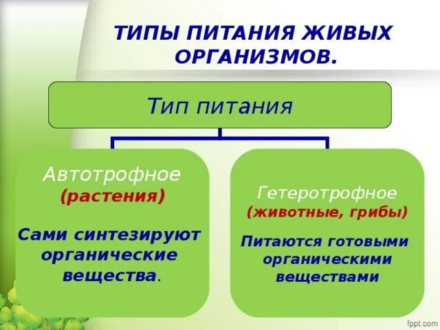 Питание животных 6 класс