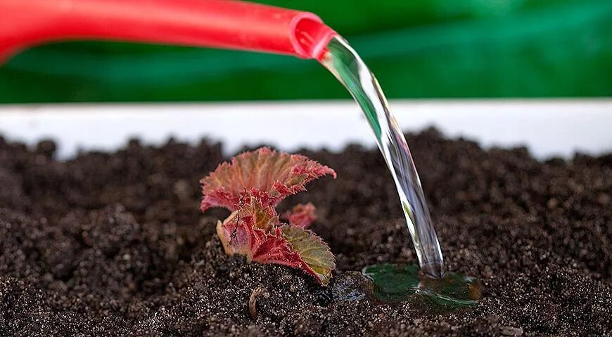 Бегония грунт для посадки. Бегония клубневая. бегония клубневая рассада. бегония вечноцветущая рассада. рассада бегонии клубневой.