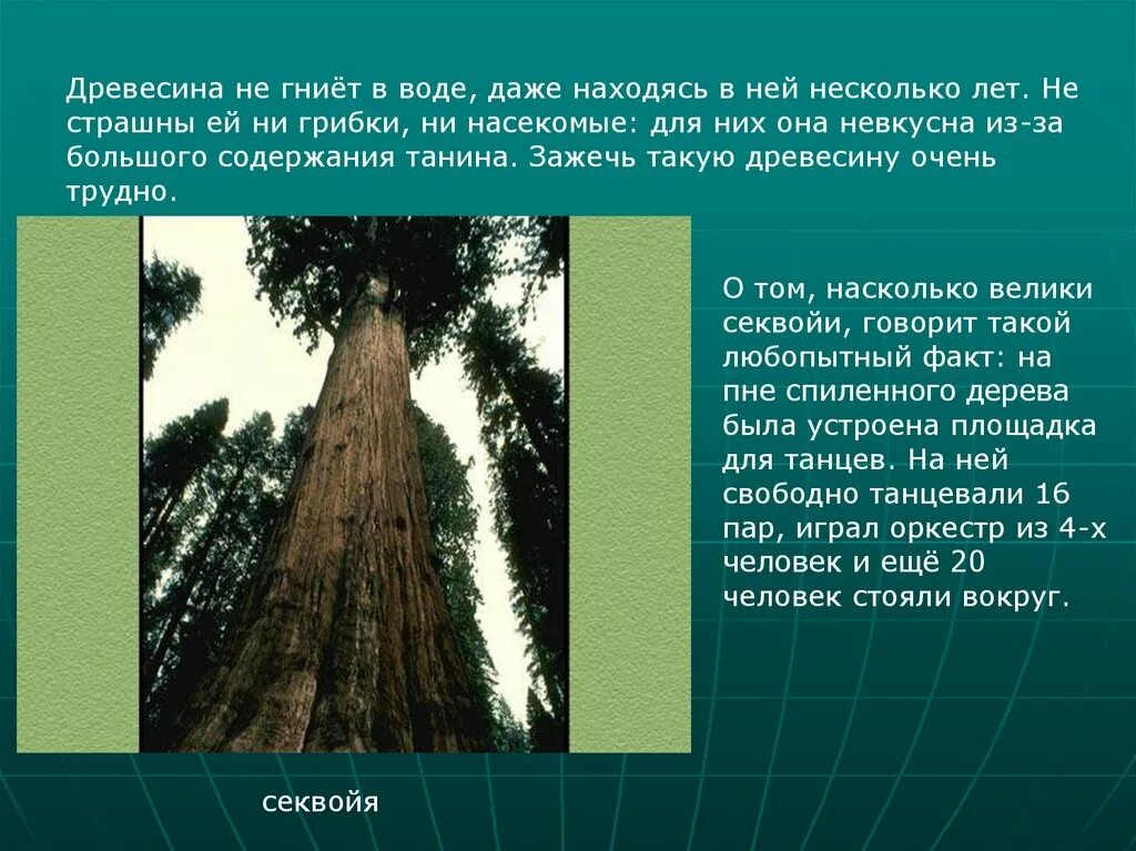 Секвойя природная зона северной америки. Секвойя древесина. Дерево негнеющее в воде. Секвойя в России растет. Древесина какого дерева не гниет.