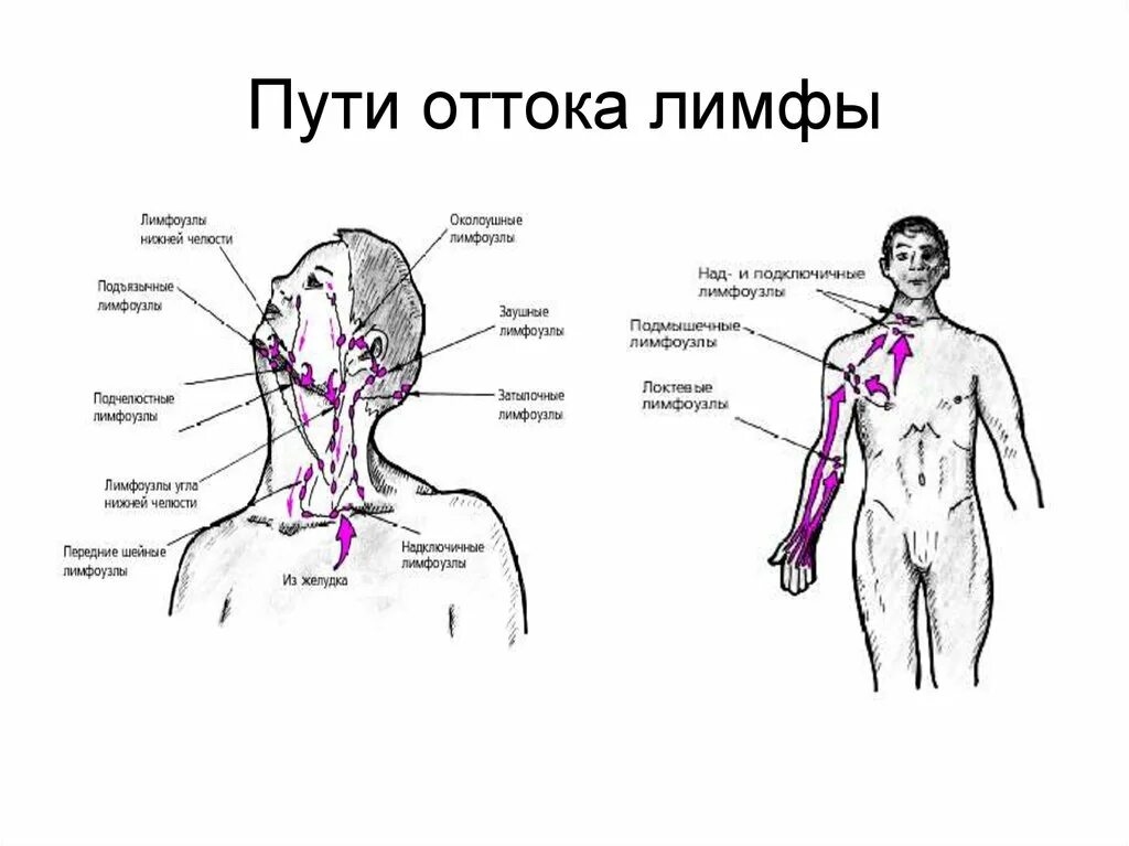 Есть ли лимфоузлы. Схема лимфатической системы головы. Лимфоузлы на теле человека схема. Лимфатическая система лица схема движения лимфы. Схема движения лимфы в организме для массажа.