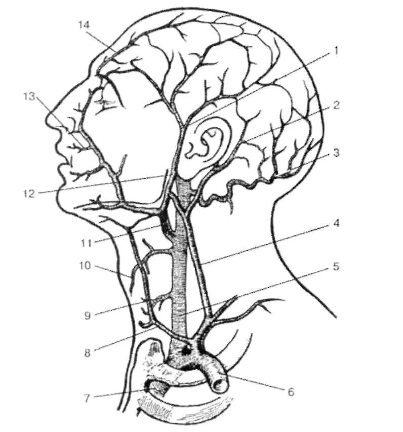 Вены и артерии схема. Затылочная эмиссарная Вена. Вена темпоралис суперфициалис. Вена голова и шеи схема.