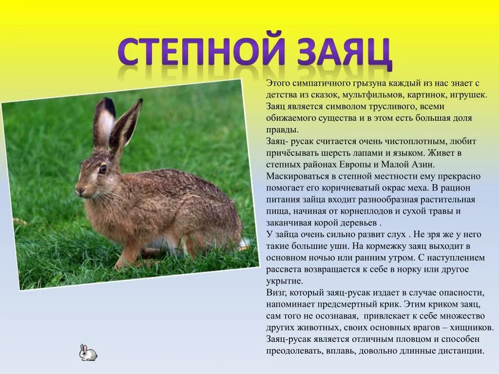 Степной заяц. Животные степи сообщение. Доклад про животных степи. Заяц в степи.