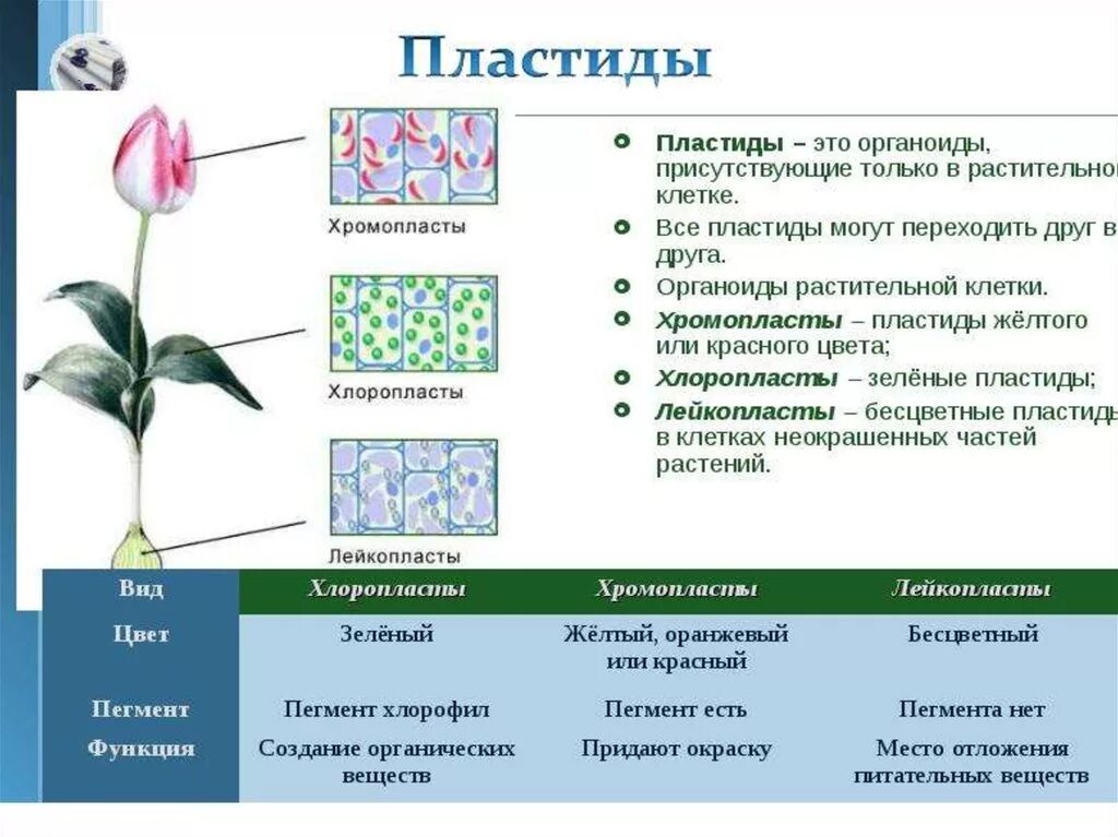 Красные хлоропласты. Пластиды растительной клетки. Строение хлоропласта лейкопласта и хромопласта. Пластиды растений строение. Типы пластид растительной клетки и их функции.