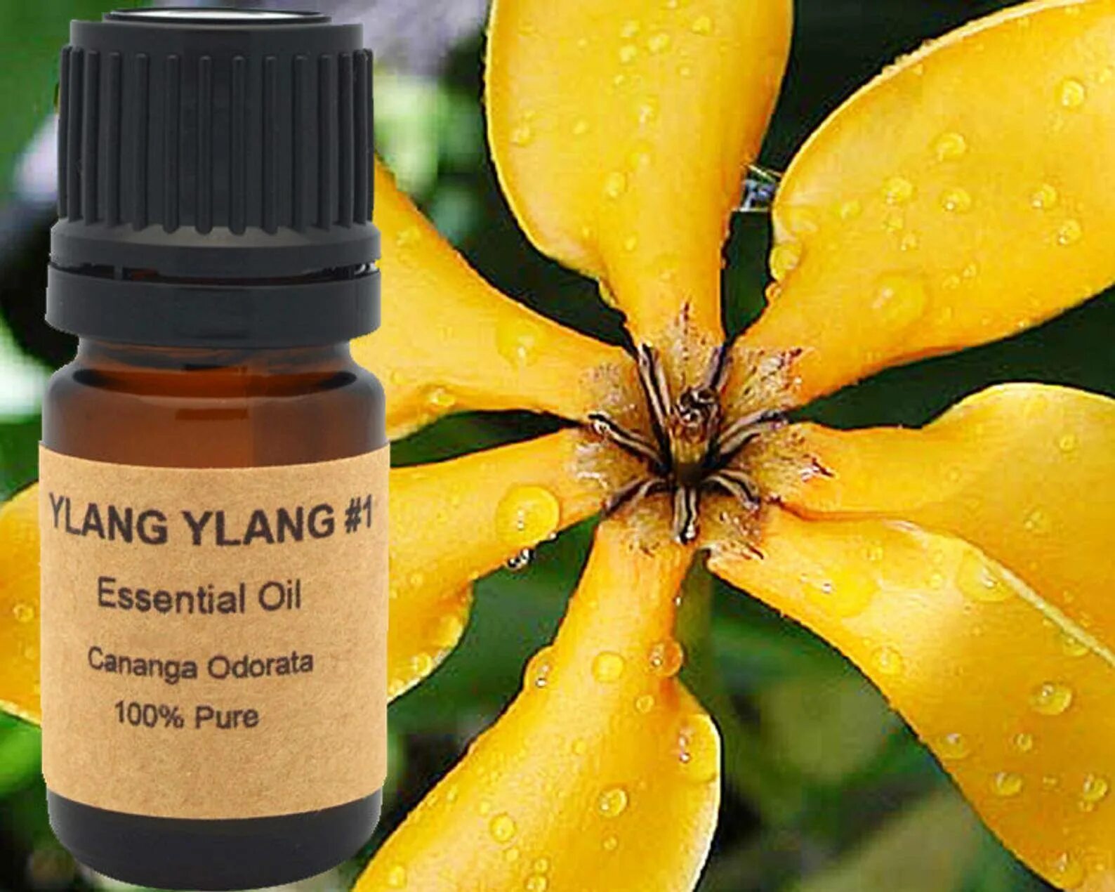 Эфирное масло иланг-иланг. Cananga odorata (Ylang, Кананга, иланг-иланг. Эфирное масло иланг-иланга. Иланг-иланг Cananga odorata масло. Масло иланг иланга применение