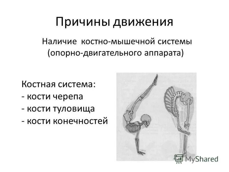 Функции органов передвижения. Функции органов передвижения