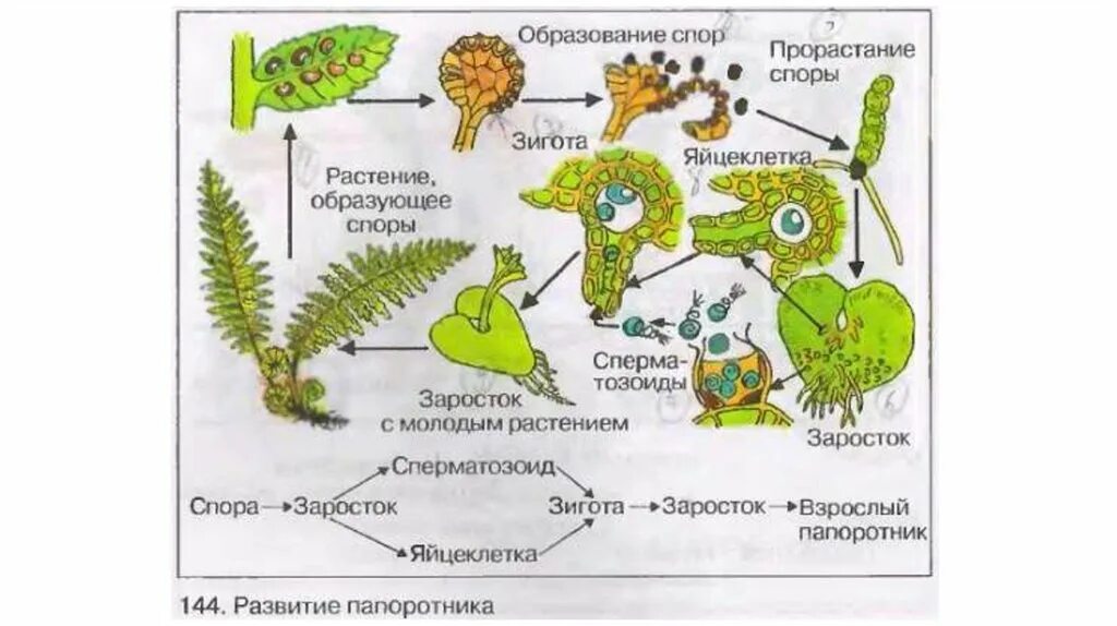 Почему для размножения мхов нужна вода. Размножение папоротников схема. Схема размножения папоротников 6 класс биология. Схема размножения папоротника 6 класс. Размножение папоротника спорами.