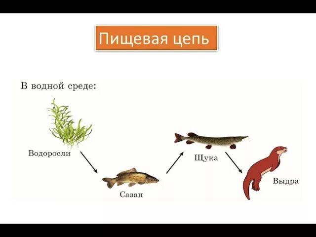 Цепи питания в водоеме примеры. Цепь питания водоросли карась щука. Цепь питания водоросли. Цепь питания 5 звеньев. Схема цепи питания.