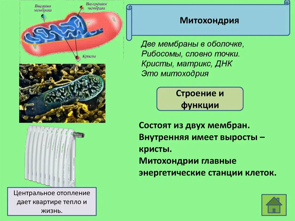 Функции митохондрий 1. Строение митохондрии растительной клетки. Митохондрии растительной клетки строение и функции. Функции митохондрии 9 класс. Митохондрии строение и функции 9 класс.