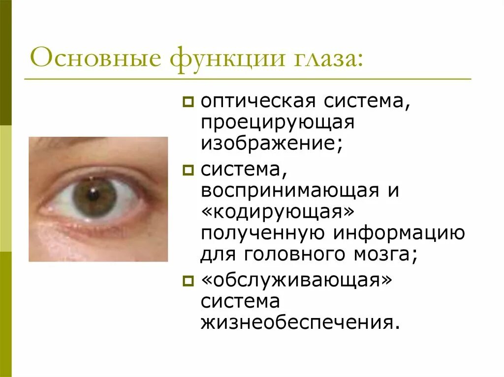 Основные функции зрения. Функции зрения глаза. Основные функции глаза. Функции органов зрения человека.