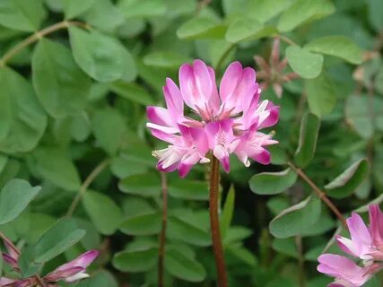 Plant wiki