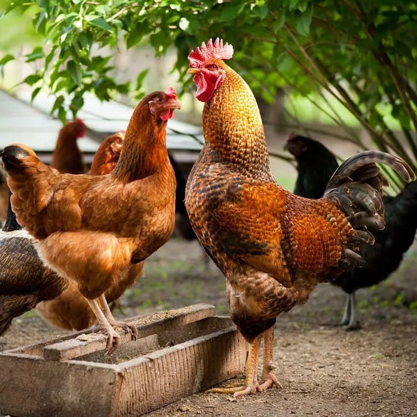 без петуха несутся. петух среди кур. без петуха несутся. курица с цыплятами. куры несушки с петухом.