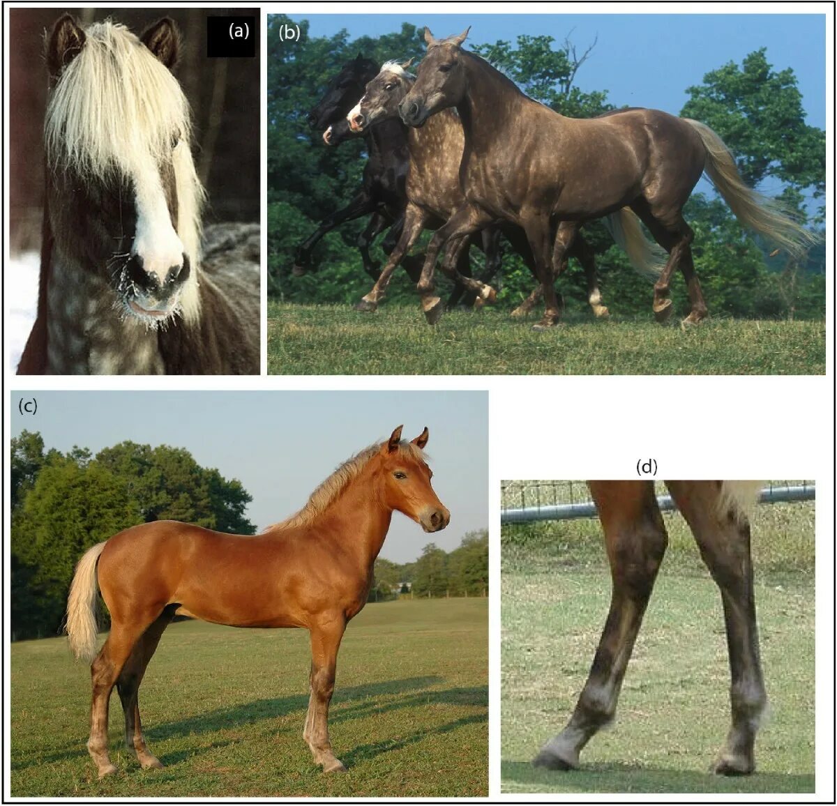 Как называется лошадь по другому. 4 основных масти лошадей. Как называется лошадь по другому. Определитель масти лошадей. Породы и масти лошадей.