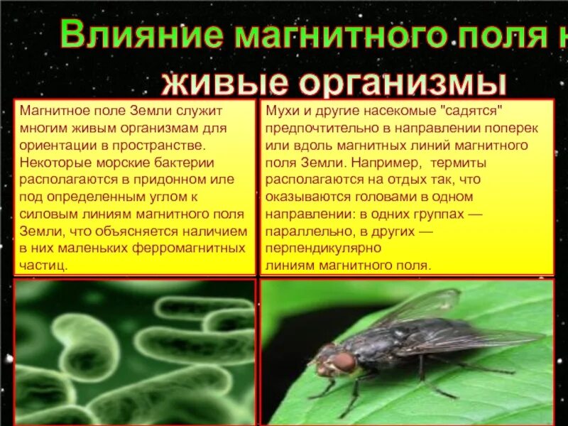 Электромагнитное поле живого организма. Влияние магнитного поля на живые организмы. Влияние магнитного поля земли на живые организмы. Влияние магнитного поля на бактерии. Влияние магнитного поля земли на микроорганизмы.