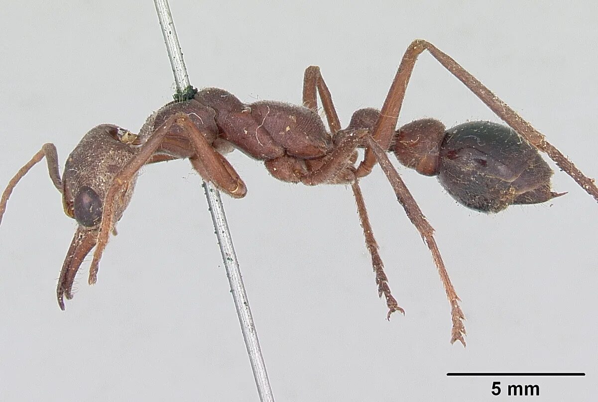 Динозавровый муравей. Nothomyrmecia macrops. Myrmecia brevinoda. Martialis Heureka. Муравей динопонера.