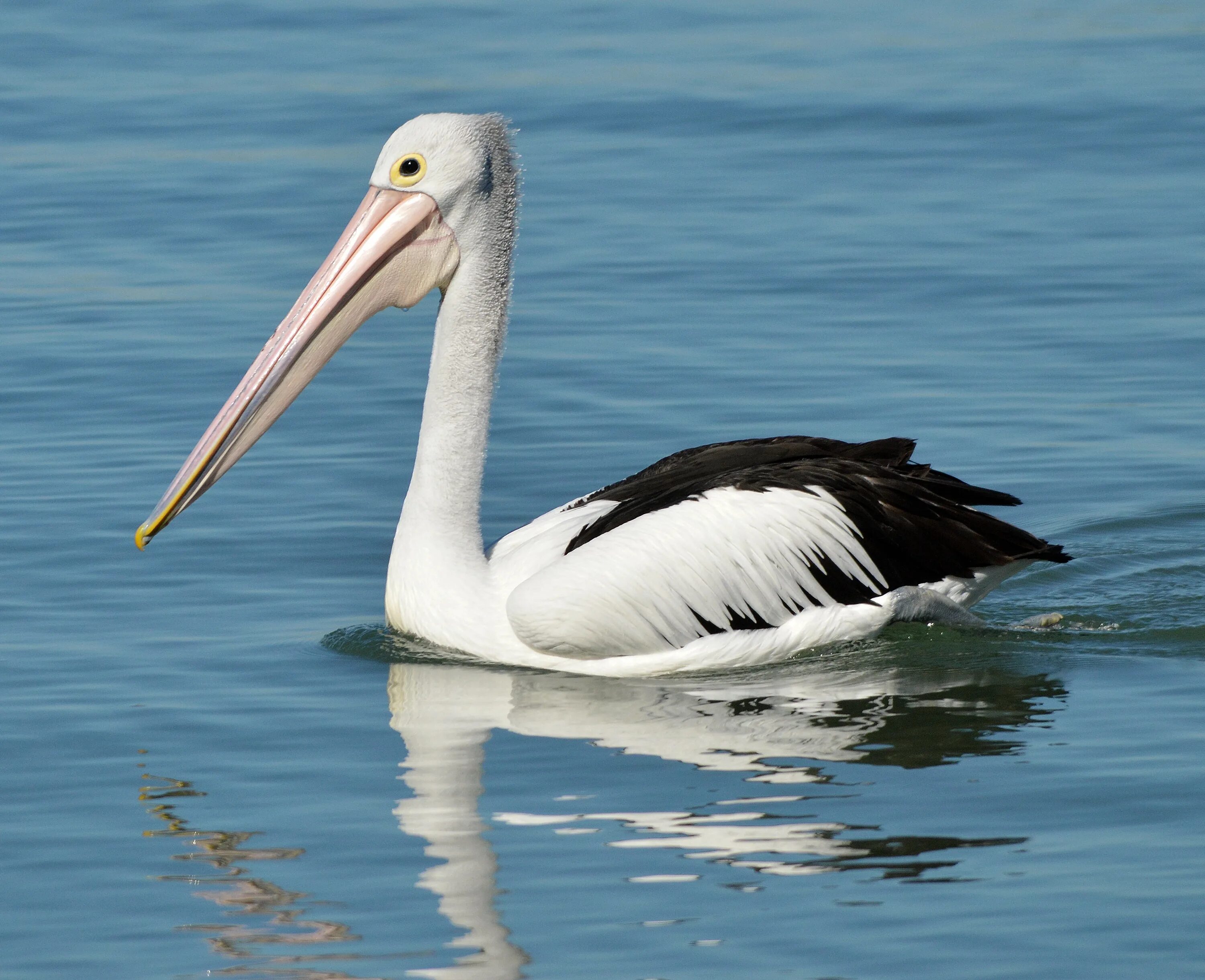 Пеликаны морские птицы. Пеликан обыкновенный. Пеликан морской Пеликан. Альбатрос или Пеликан.