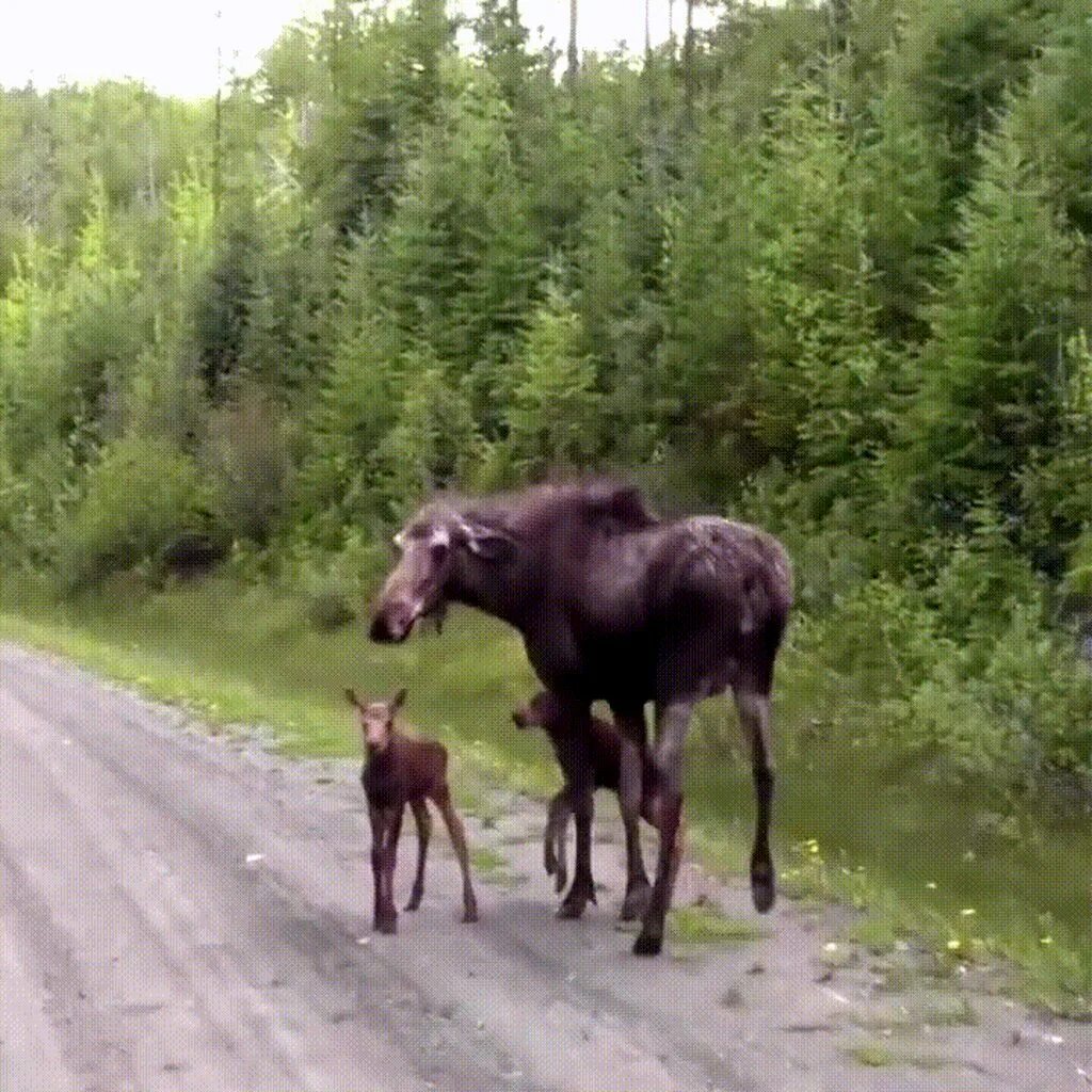 Застряли лоси между. Лось фото. Лось gif. Прикольный Лось.