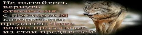 Безумно можно быть первым волк