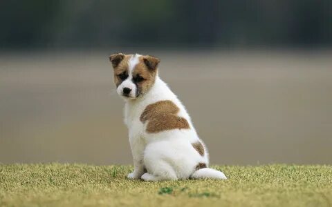 Dog but