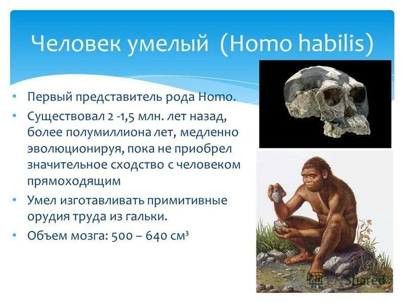 Первый род человечества. Человек умелый (homo habilis, homo rudolfensis) жилище. Хомо хабилис хомо Эректус. Человек умелый прямоходящий разумный. Хомо хабилис образ жизни.